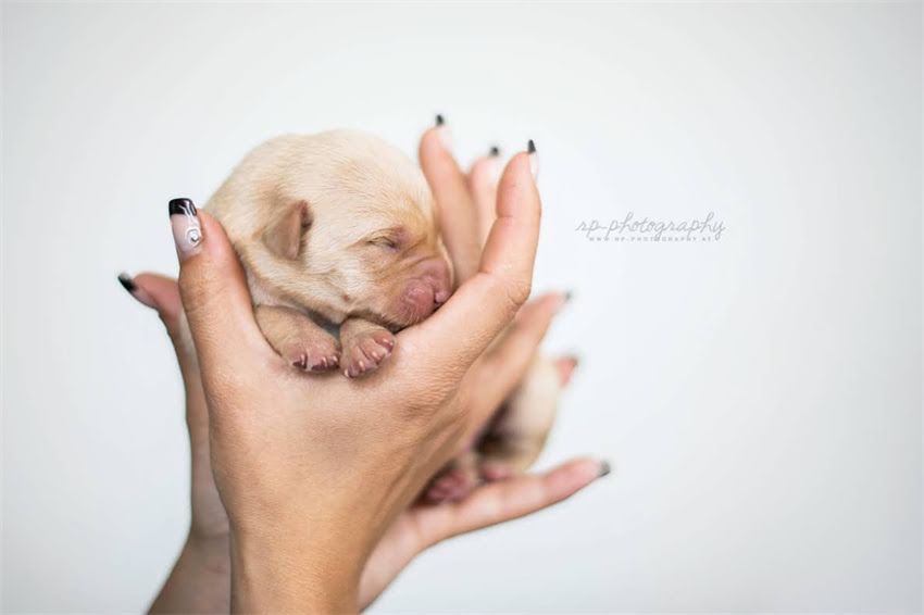 图片 吉娃娃耳朵绑法保姆级教程：新手必看的正确步骤与注意事项（附图解）.jpg