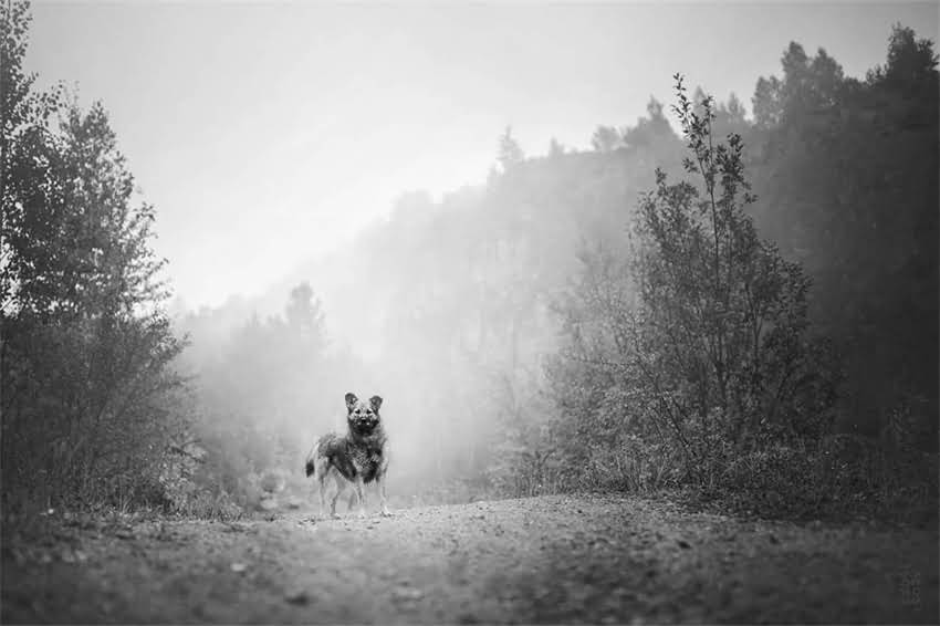 图片 吉娃娃能不能吃泰迪狗粮？科学喂养全攻略及注意事项1.jpg