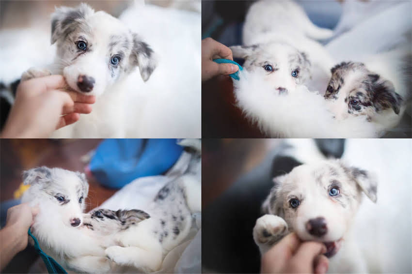 图片 吉娃娃能不能吃肉包子？宠物营养师深度犬类肉包子喂养指南1.jpg