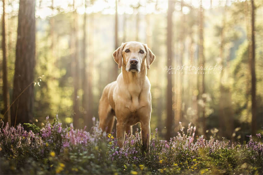 图片 吉娃娃能不能喝奶粉？5大注意事项与科学喂养指南（附推荐奶粉清单）.jpg