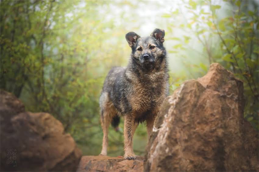 图片 吉娃娃能不能喝奶粉？5大注意事项与科学喂养指南（附推荐奶粉清单）2.jpg