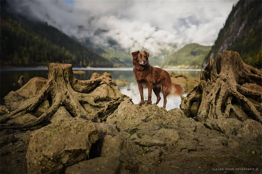 图片 吉娃娃能吃拜耳宠物药吗？科学喂养指南与安全用药全.jpg