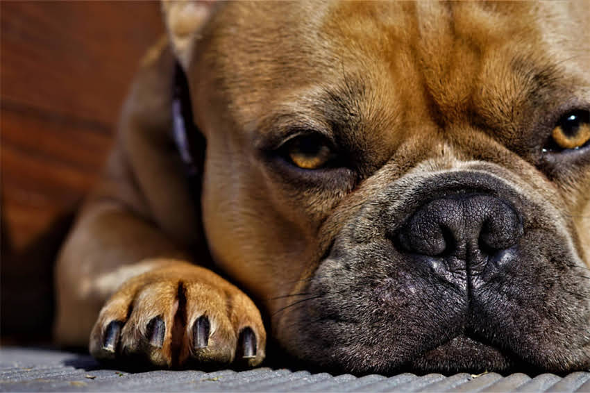 图片 吉娃娃能吃拜耳宠物药吗？科学喂养指南与安全用药全1.jpg