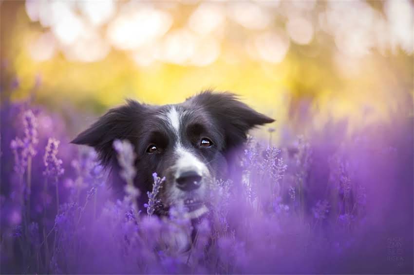 图片 吉娃娃能吃拜耳宠物药吗？科学喂养指南与安全用药全2.jpg