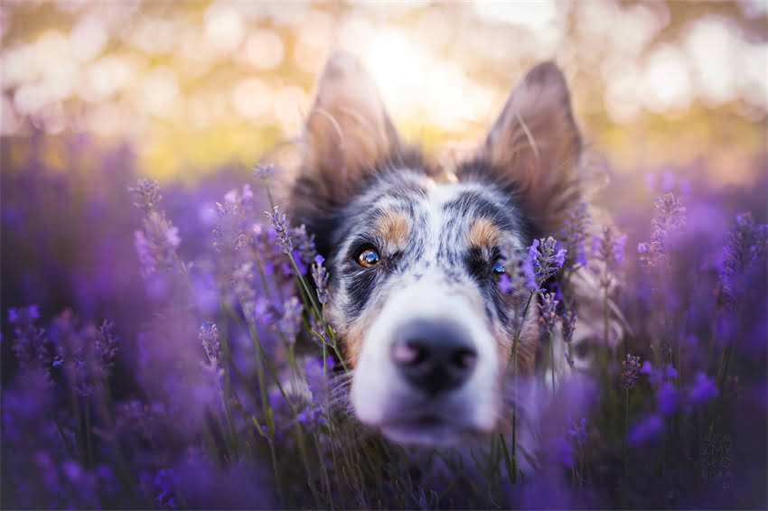 图片 吉娃娃腊肠混血犬培育全指南：品种特性、养护技巧与常见问题解答.jpg