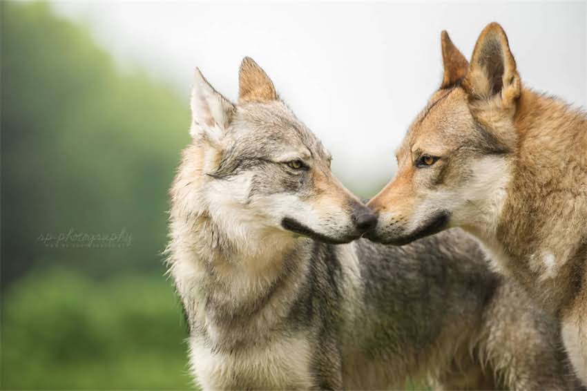 图片 吉娃娃茶杯犬成犬饲养全攻略：科学养护要点与常见问题2.jpg