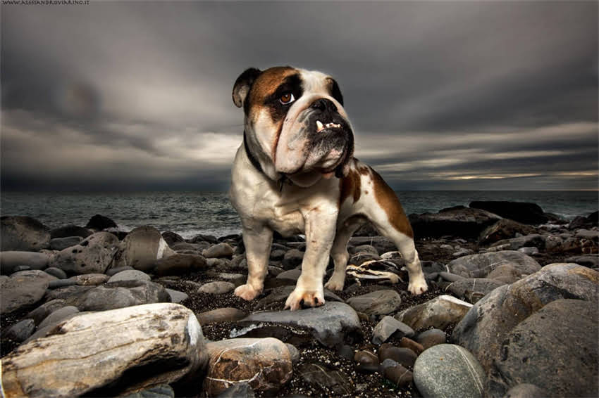 图片 吉娃娃衣服DIY全攻略：从尺寸测量到缝制技巧，手把手教你制作专属宠物装2.jpg