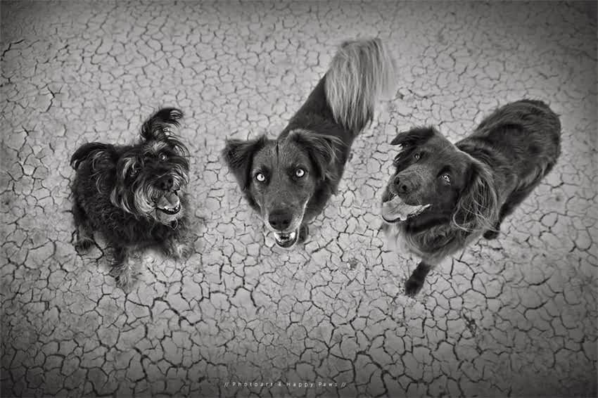 图片 吉娃娃误食有毒药物3小时后出现神经症状的紧急处理指南.jpg