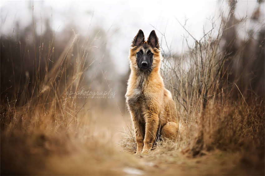 图片 吉娃娃误食有毒药物3小时后出现神经症状的紧急处理指南1.jpg