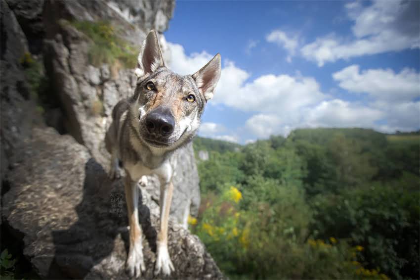 图片 吉娃娃超小体缺陷全：症状、诊断与科学应对指南1.jpg