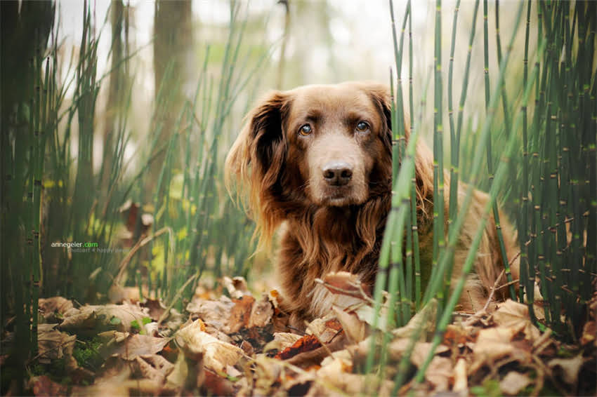 图片 吉娃娃软便+食欲不振？5个科学养护方案助你解决肠胃问题，提升食欲2.jpg
