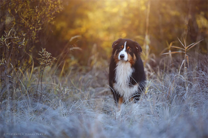 图片 吉娃娃适合新手养吗？小型犬十大优点（附饲养指南）.jpg