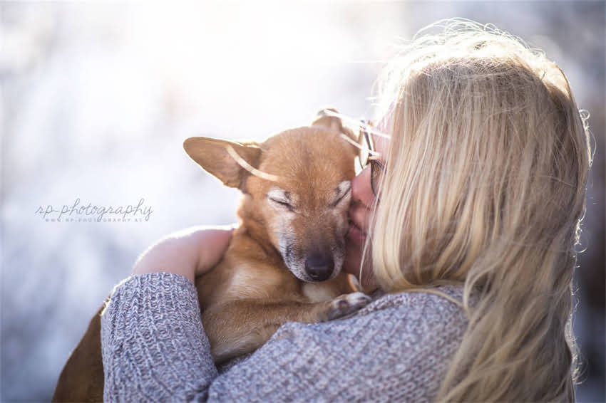 图片 吉娃娃配种全攻略：科学步骤+常见误区+健康保障1.jpg