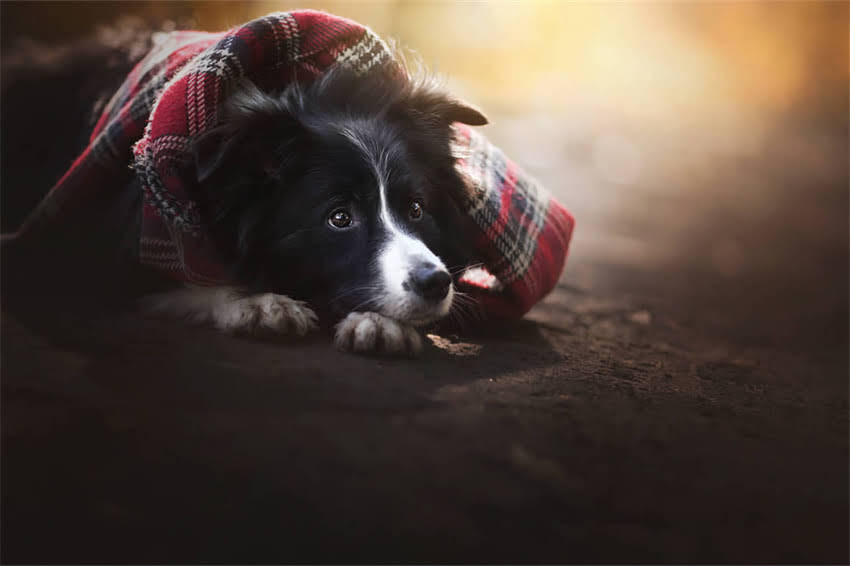 图片 吉娃娃配种全攻略：科学步骤+常见误区+健康保障2.jpg