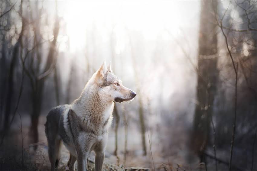 图片 吉娃娃铁包金6500元贵吗？全+饲养成本清单1.jpg