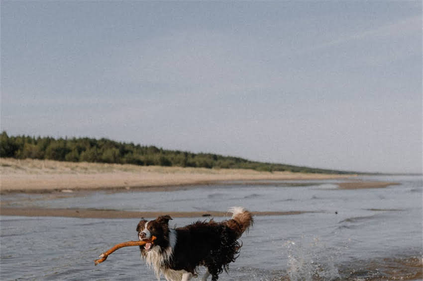 图片 吉娃娃铁包金6500元贵吗？全+饲养成本清单2.jpg