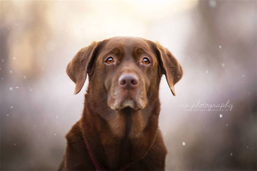 图片 吉娃娃长毛期护理全攻略：换毛期常见问题与科学养护指南.jpg