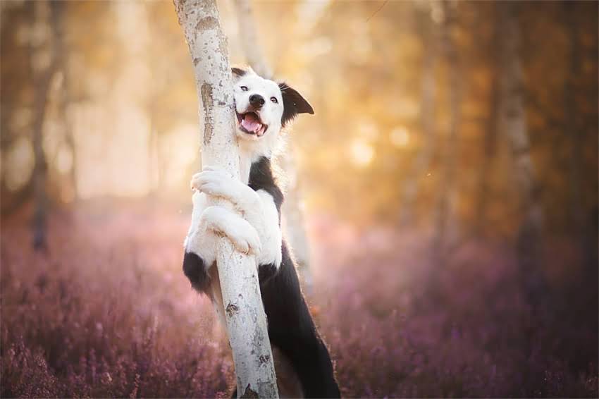 图片 吉娃娃长毛期护理全攻略：换毛期常见问题与科学养护指南1.jpg