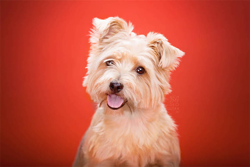 图片 吉娃娃长毛期护理全攻略：换毛期常见问题与科学养护指南2.jpg