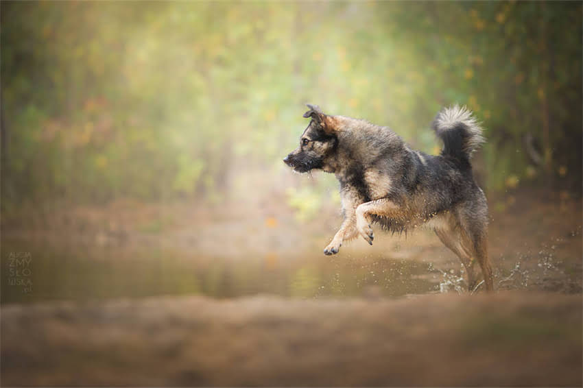 图片 吉娃娃需要控制饭量吗？科学喂养指南与饮食管理技巧1.jpg
