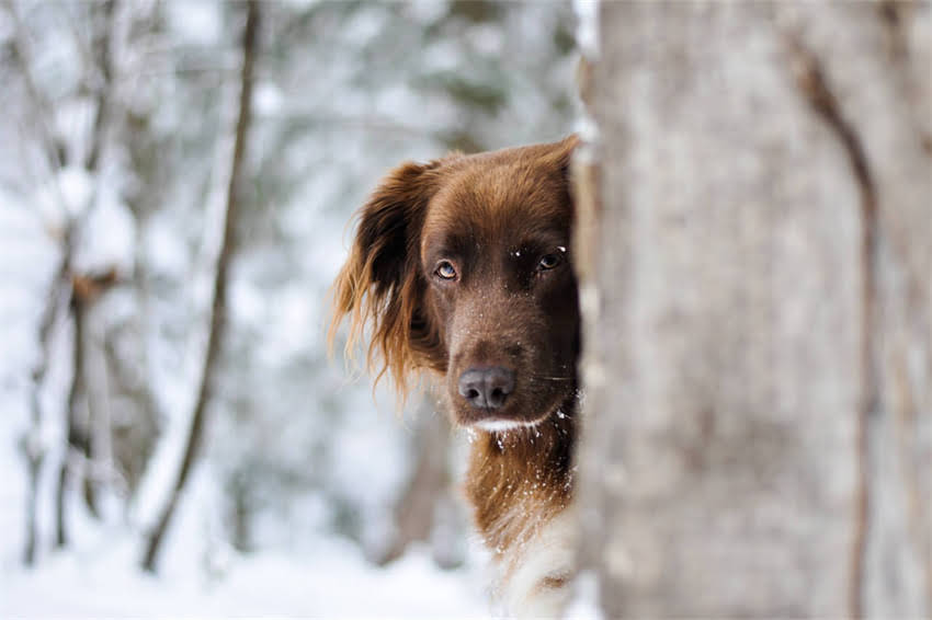 图片 吉娃娃需要控制饭量吗？科学喂养指南与饮食管理技巧2.jpg