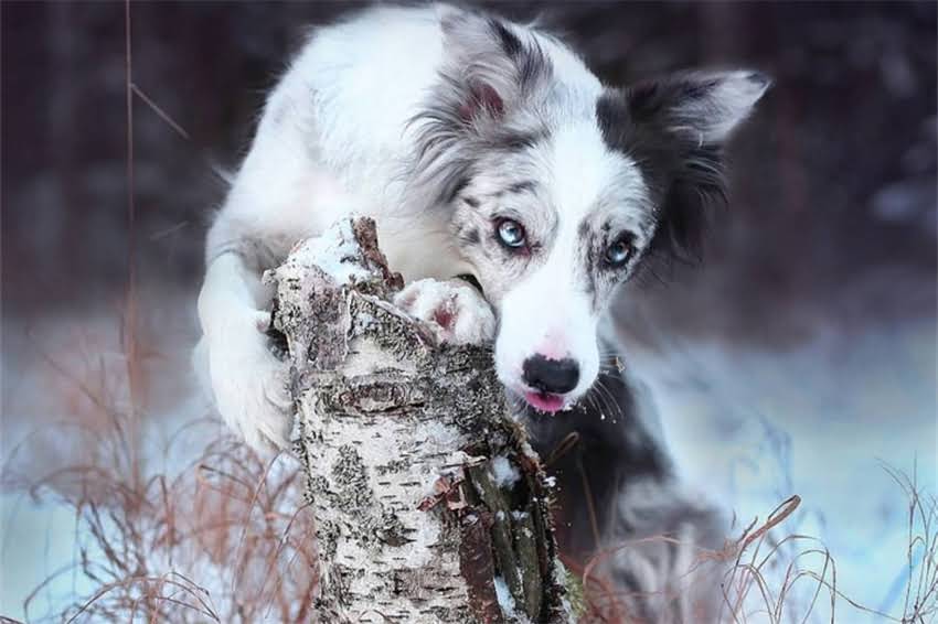 图片 吉娃娃需要补钙吗？幼犬补钙指南及科学喂养方案（附缺钙症状与补充建议）2.jpg