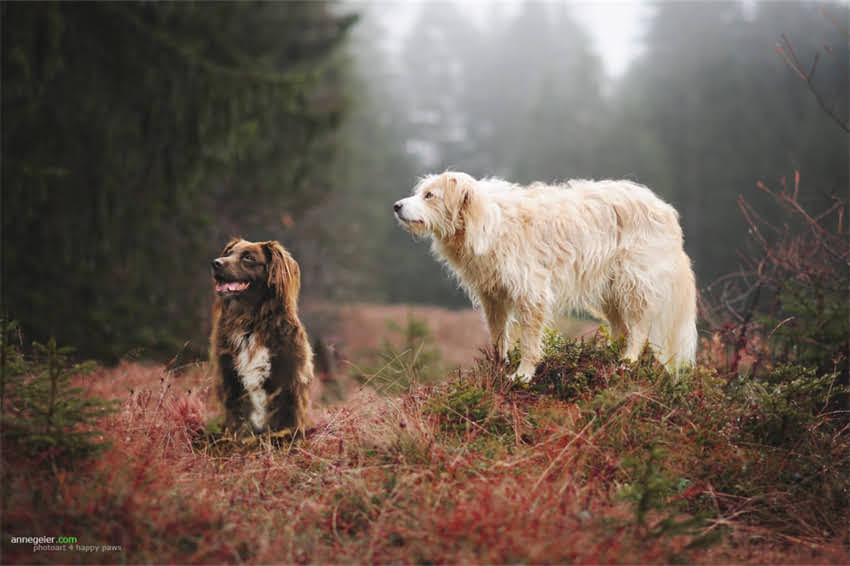图片 吉娃娃饭后呕吐怎么办？7大常见原因及专业处理指南（附紧急急救法）.jpg
