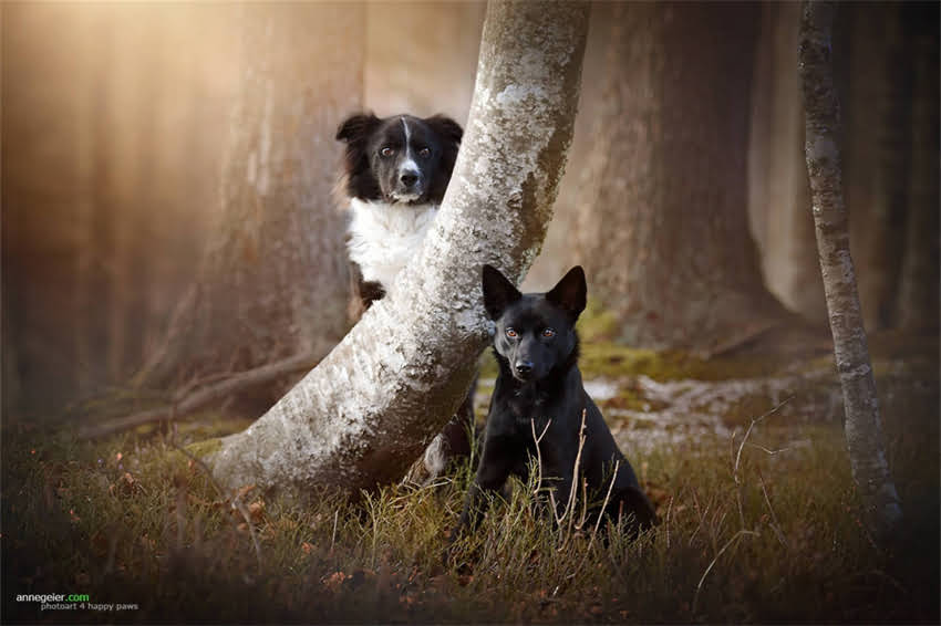 图片 吉娃娃驱虫全攻略：3月龄起科学防护新手必看！1.jpg