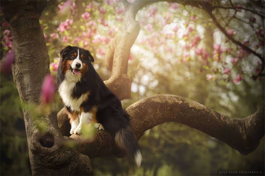 图片 吉娃娃鹿犬串长大后怎么养？注意事项与饲养技巧全1.jpg