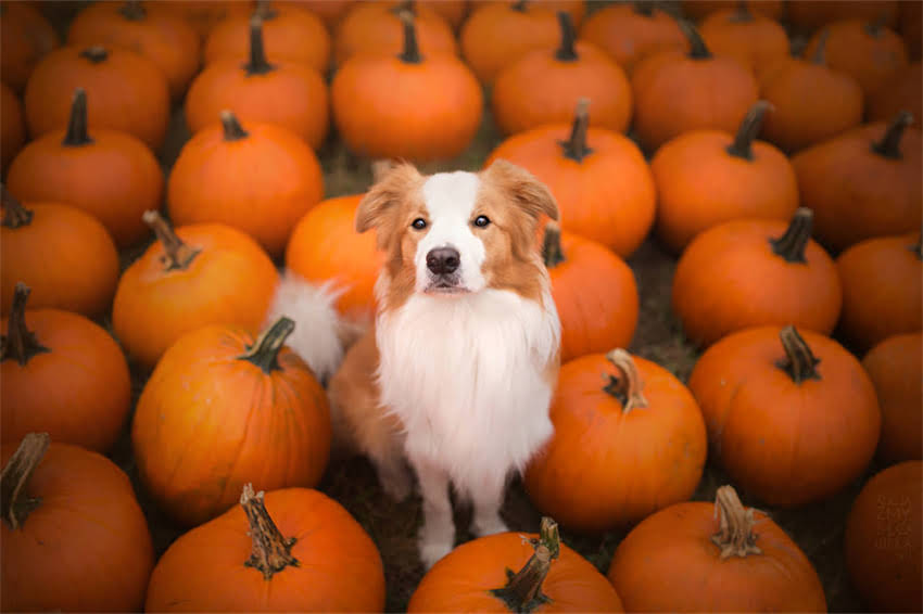 图片 吉尼斯认证！全球最大阿拉斯加犬体型对比全（附饲养指南）2.jpg