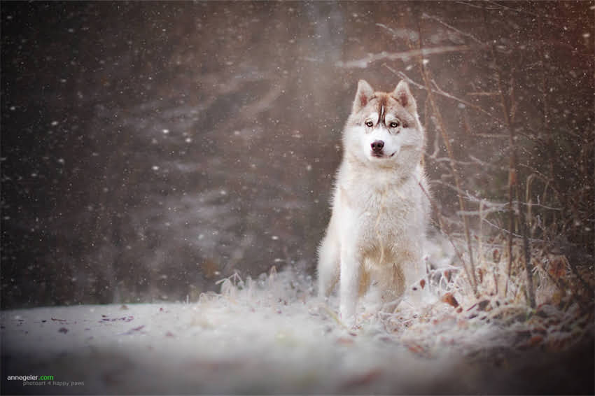 图片 同品牌不同阶段猫粮科学换粮全攻略：步骤指南与注意事项（附换粮表）.jpg