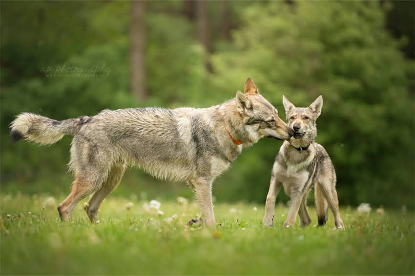 图片 同时养两只金毛犬是否适合家庭？全攻略品种特性与饲养技巧2.jpg