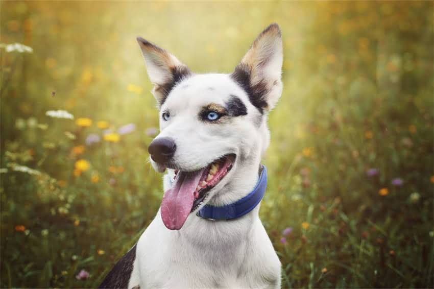 图片 哈士奇3个月大时体重多少正常？科学饲养指南与详细数据1.jpg