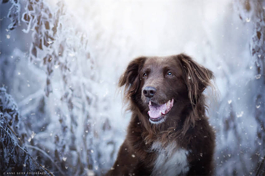 图片 哈士奇VS金毛：全哪个更适合家庭饲养？对比分析+饲养指南1.jpg