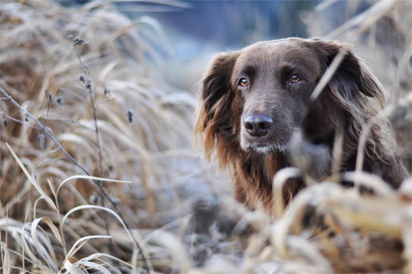 图片 哈士奇VS金毛：全哪个更适合家庭饲养？对比分析+饲养指南2.jpg