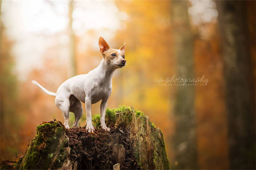 图片 哈士奇vs金毛哪个好？最新对比，附选狗避坑指南2.jpg