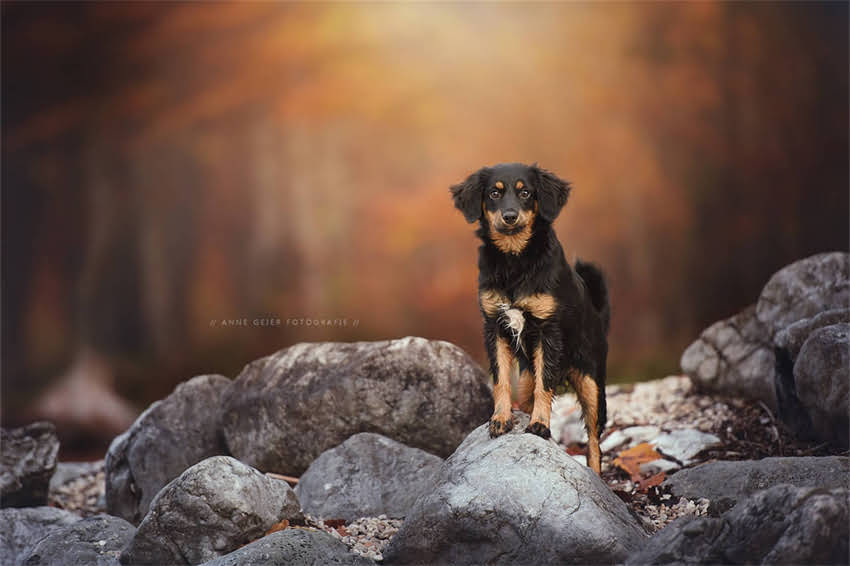 图片 哈士奇vs阿拉斯加：5大关键区别全，养狗前必看！.jpg