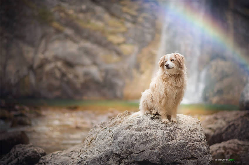 图片 哈士奇vs阿拉斯加：体型、性格、饲养全对比，谁才是你的理想伴侣犬？.jpg
