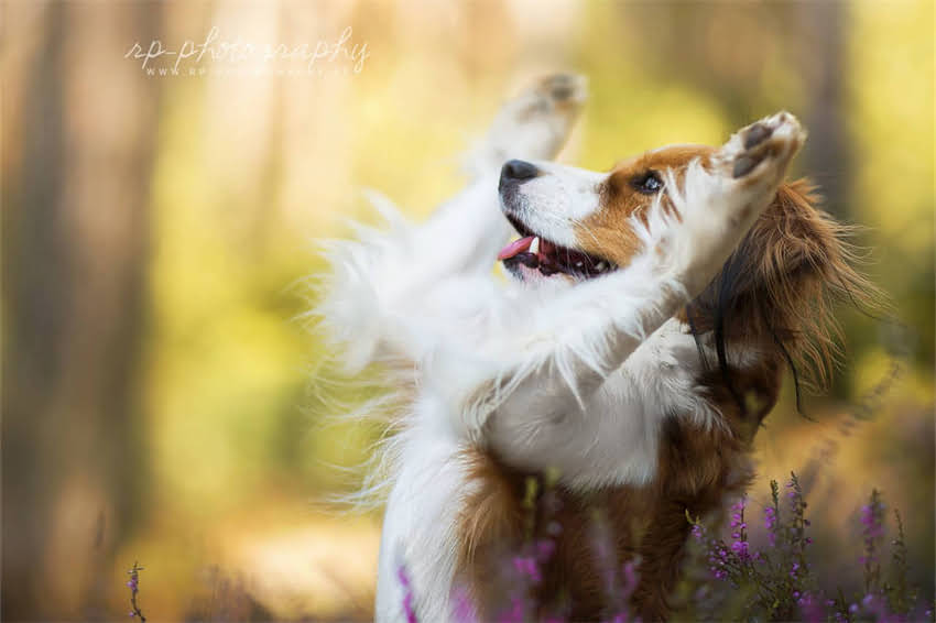 图片 哈士奇vs阿拉斯加：体型、性格、饲养全对比，谁才是你的理想伴侣犬？1.jpg