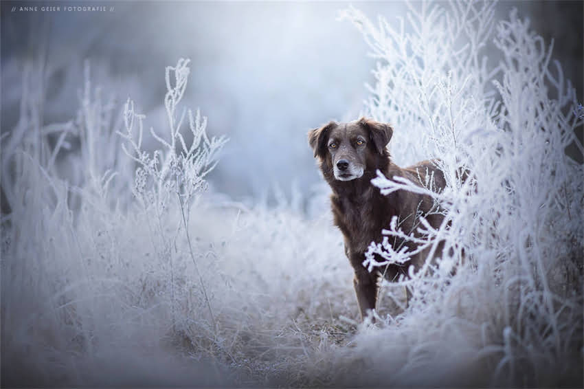 图片 哈士奇vs阿拉斯加：体型、性格、饲养全对比，谁才是你的理想伴侣犬？2.jpg