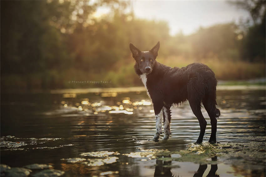 图片 哈士奇vs雪纳瑞体型对比：谁才是真正的大型犬？附饲养指南1.jpg
