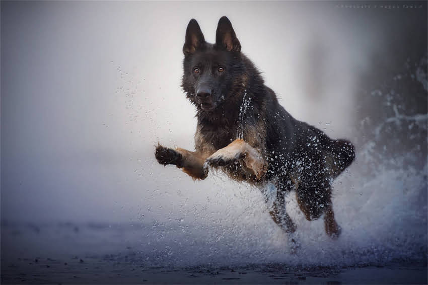 图片 哈士奇×萨摩耶混血犬全：性格、饲养指南与养护误区.jpg