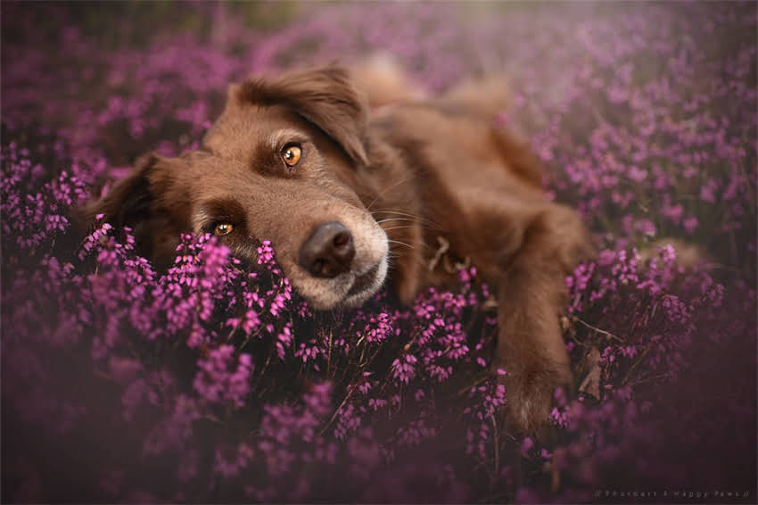 图片 哈士奇×萨摩耶混血犬全：性格、饲养指南与养护误区2.jpg