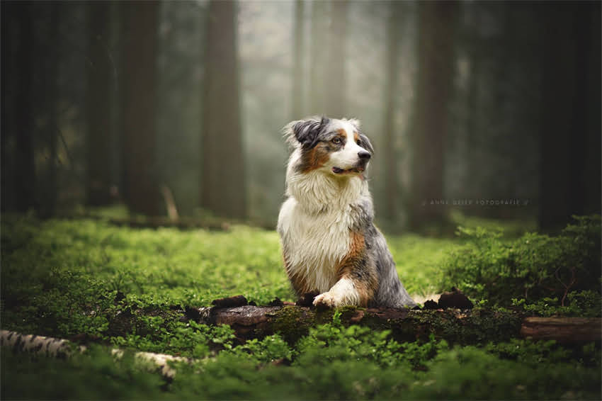 图片 哈士奇×阿拉斯加混血犬全：性格、饲养与优缺点，养前必看！2.jpg