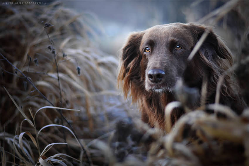 图片 哈士奇与土狗打架背后真相：5大常见诱因及科学应对指南1.jpg
