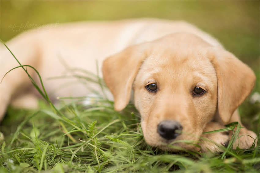 图片 哈士奇与阿拉斯加狗全品种特征对比饲养误区选购指南（附权威数据）.jpg