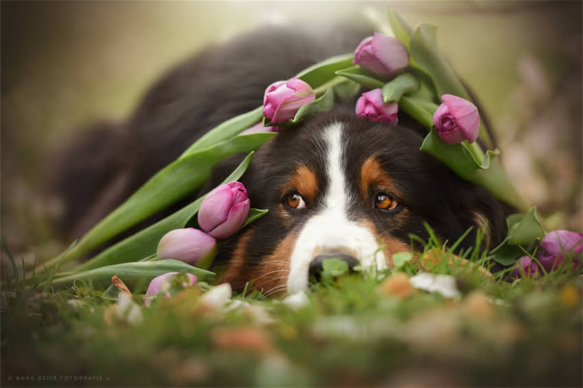 图片 哈士奇与阿拉斯加狗全品种特征对比饲养误区选购指南（附权威数据）2.jpg