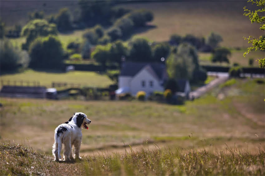 图片 哈士奇严肃眼神背后的真相：高冷犬种的行为密码与饲养指南.jpg