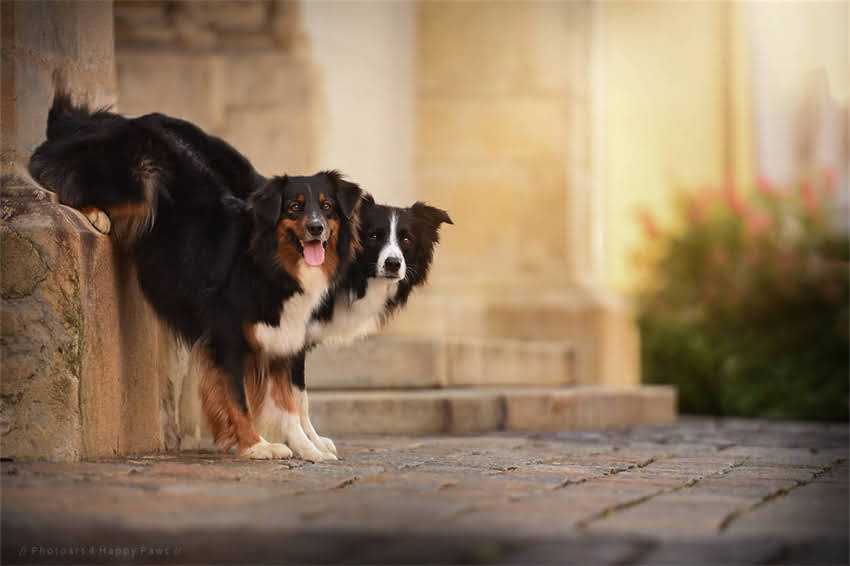 图片 哈士奇严肃眼神背后的真相：高冷犬种的行为密码与饲养指南1.jpg
