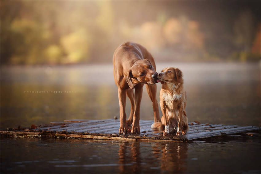 图片 哈士奇个性名字大全：创意推荐+起名指南，这些名字让爱犬秒变网红.jpg